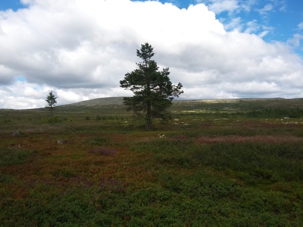 14305449_10153860836766778_6991557213860210735_o